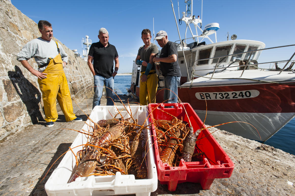 Langouste Bretonnes fraichement pêchées